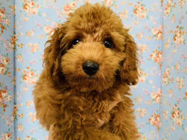 もこもこさが進化?!トイプードルくん☆