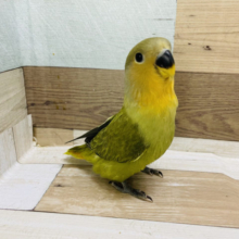 超ホヤホヤ最新画像♪カメラに興味津々★コザクラインコヒナ(オパーリンオリーブ)