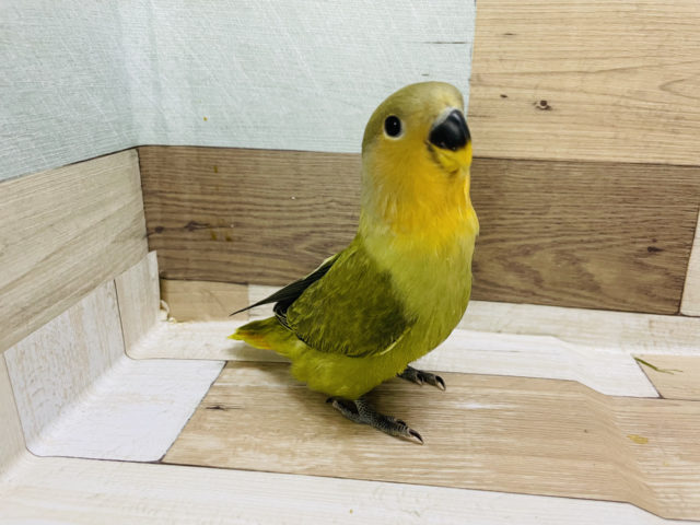 超ホヤホヤ最新画像♪カメラに興味津々★コザクラインコヒナ(オパーリンオリーブ)