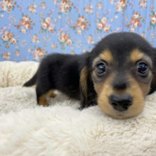 トイレの時報告します！？かまってくんが止まらない♡ミニチュアダックス！！