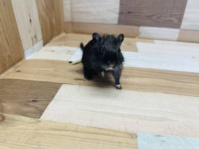 可愛すぎて目がハート♡カラージャービルくん！