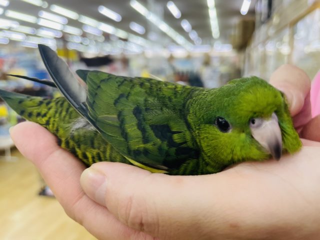 超ホヤホヤ最新画像♪ピタリとくっつき虫？サザナミインコ(ノーマル)