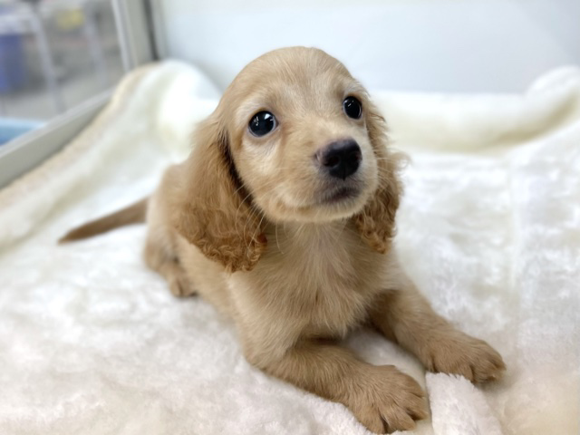 ミニチュアダックスフンド（ロング）（イエロー）　2020年4月6日生まれ　男の子