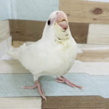 超ホヤホヤ最新画像♪美白のぶどう目さん♡オカメインコヒナ(ピュアホワイト)