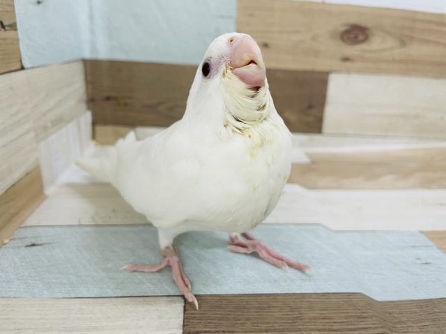 超ホヤホヤ最新画像♪美白のぶどう目さん♡オカメインコヒナ(ピュアホワイト)