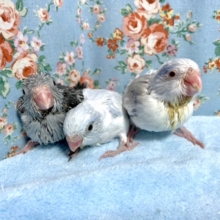 マメルリハ  3羽  レアカラー✨