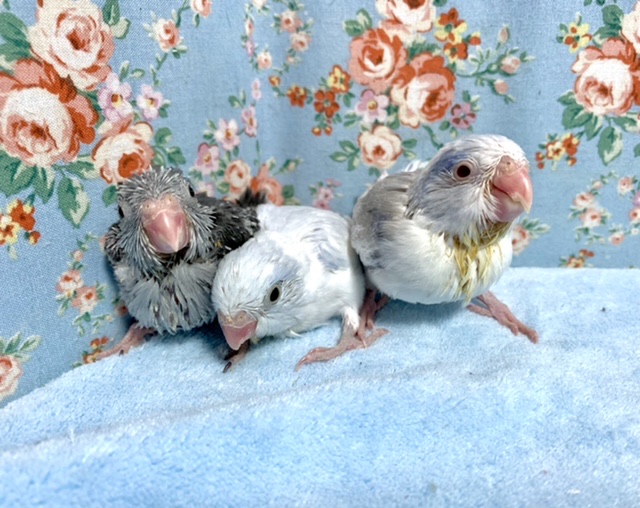 マメルリハ 3羽 レアカラー✨