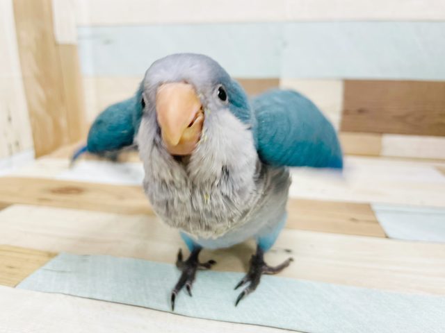 躍動感がスゴい★オキナインコヒナ(ブルー)