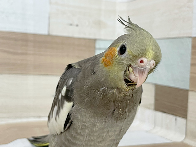 超ホヤホヤ最新画像☆ぽってり体形～オカメインコ　ノーマルになります☆