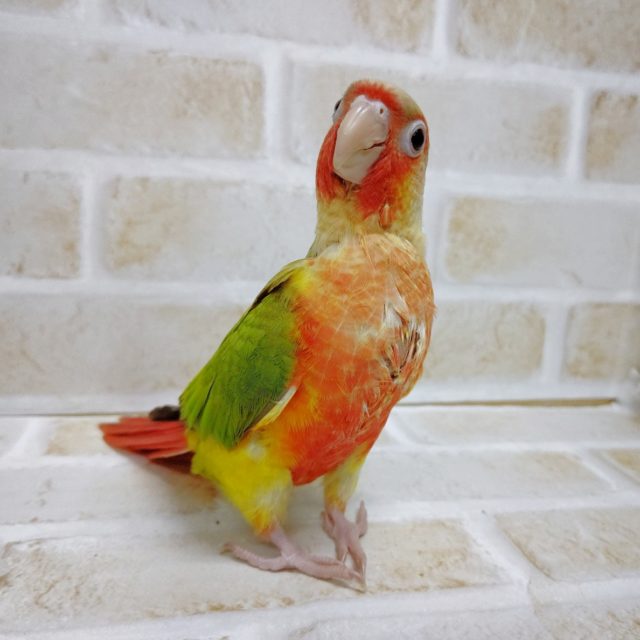 お顔が真っ赤 ウロコインコ☆パイナップル（レッドチーク）　2021年06月20日