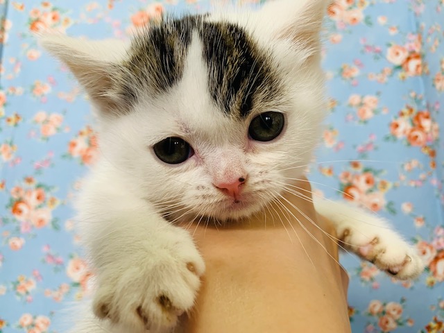 ぽけ～っと顔がたまらなくなります♡スコティッシュフォールド君☆