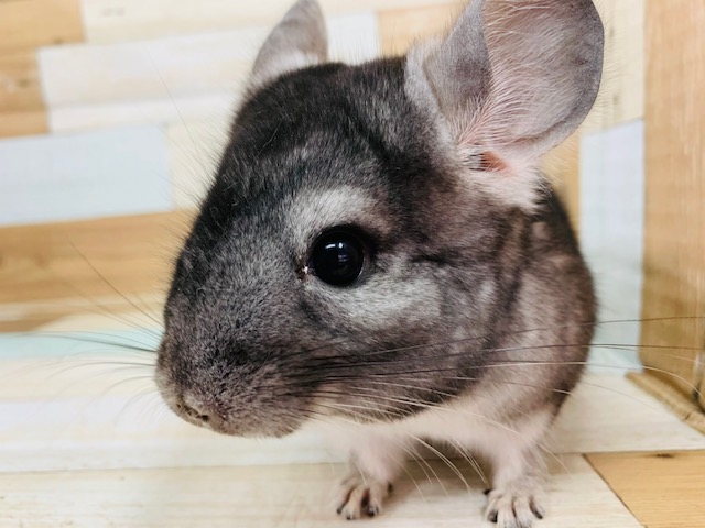 くりくりおめめ♡チンチラ(グレー)くんが入舎です♪