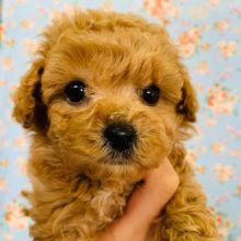 もこもこで可愛い♡トイプードル(アプリコット)入舎♪