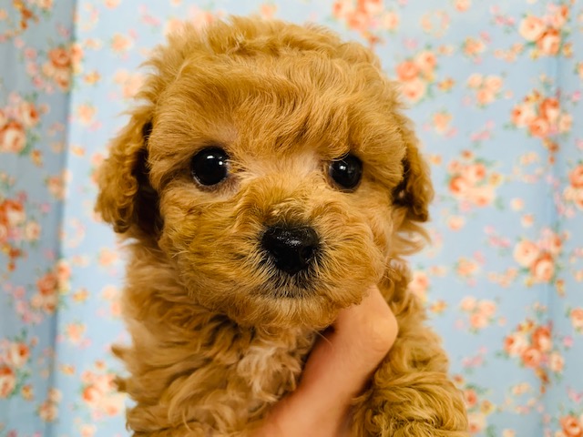 もこもこで可愛い♡トイプードル(アプリコット)入舎♪