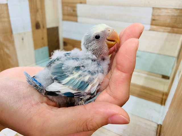人気のカラー再び♪コザクラインコ(ブルーチェリーパイド)さん♪