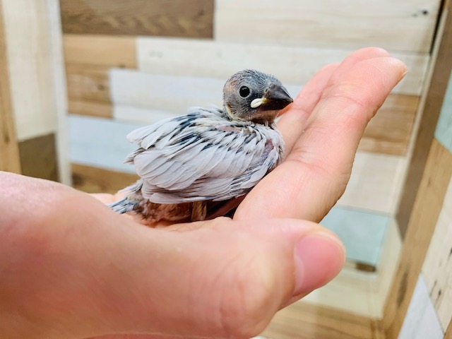 手におさまるとまったり♪シルバー文鳥さん☆