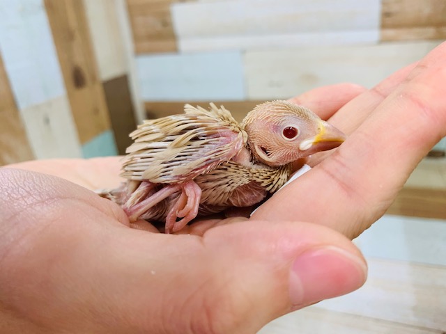 不動の人気♪シナモン文鳥さん☆