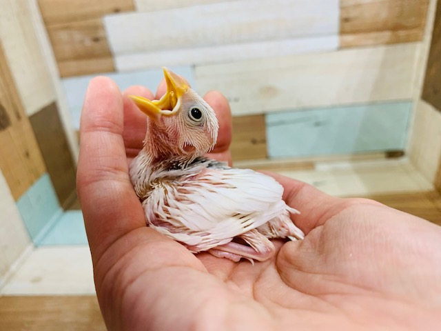 真っ白が人気の秘訣?!白文鳥さん☆