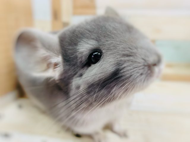 牧草に夢中です！チンチラちゃん(ヴァイオレット)♪