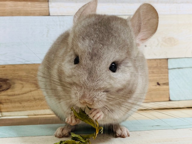 手の中でまったり♪チンチラ(シナモン)ちゃん♡