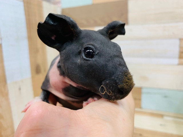 人気のモルモットさん！スキニーギニアピッグ♡