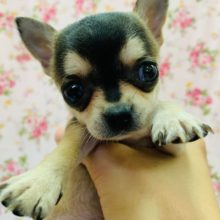 片手サイズ!!チワワちゃん入舎です♪