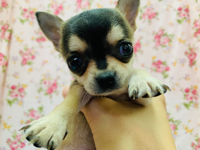 片手サイズ!!チワワちゃん入舎です♪