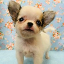 むちむちボディ♪チワワくん入舎しました☆