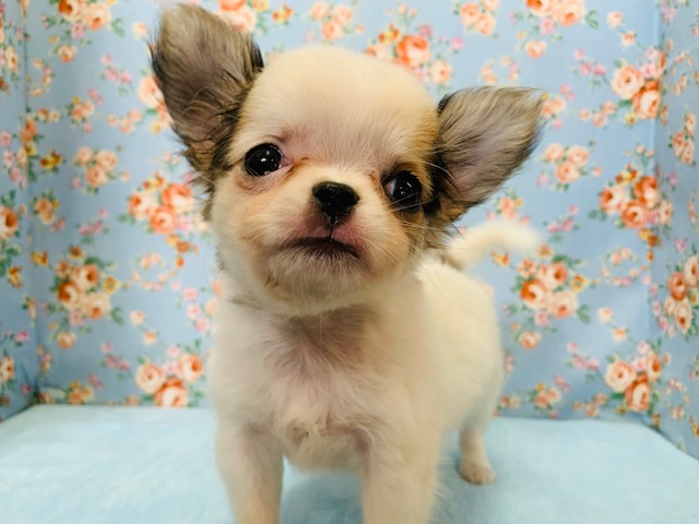 むちむちボディ♪チワワくん入舎しました☆