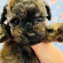 珍しい色！！トイプードルくん☆