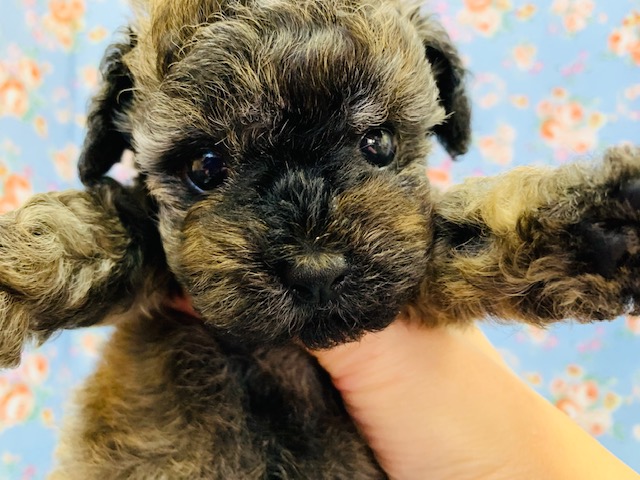 珍しい色！！トイプードルくん☆