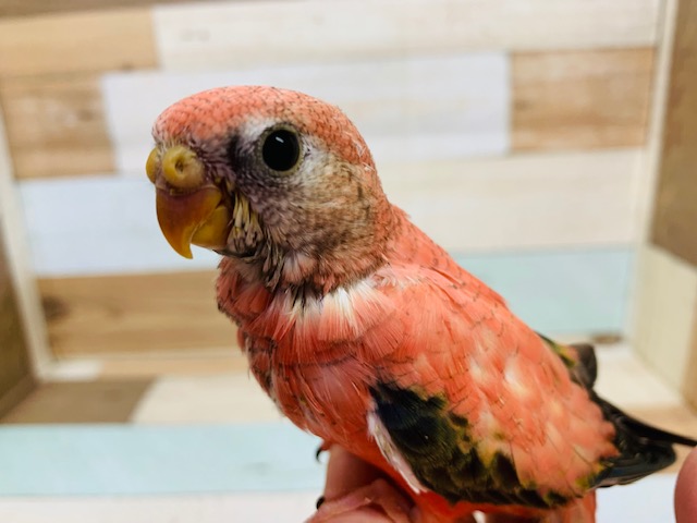 鳴き声が可愛い♡アキクサインコ(ローズ)さん♪