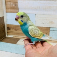 特徴が強い☆☆　セキセイインコ　パステルレインボースパングル