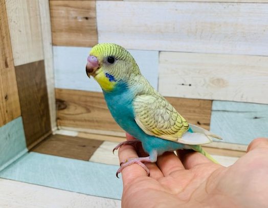 特徴が強い☆☆　セキセイインコ　パステルレインボースパングル