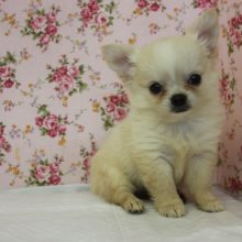 小さなチワワちゃんがやって来てくれました♥♀