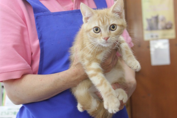 ホヤホヤ画像更新★見た目はｸｰﾙだけど甘えん坊♡ｱﾒﾘｶﾝｼｮｰﾄﾍｱ♂