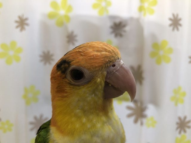 甘ったれシロハラインコ来ました　６／４撮影