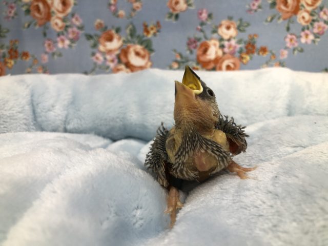 桜文鳥入舎です　６／９撮影