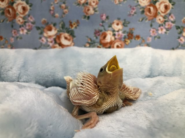 白文鳥も来ました　６／９撮影