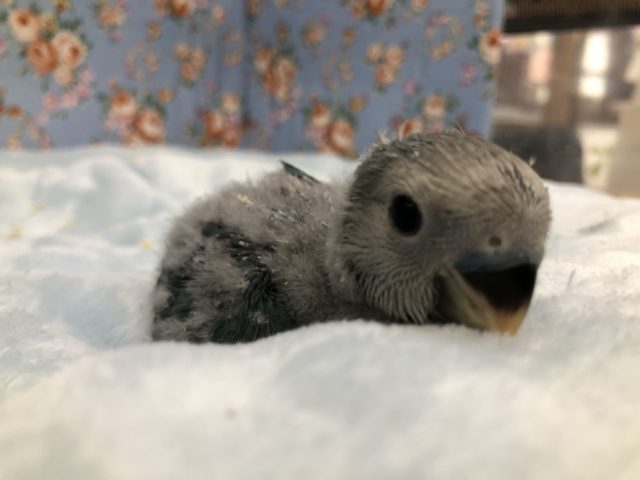 人気です　コザクラブルーチェリー　６／１８撮影