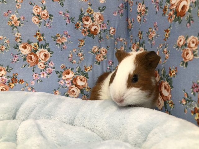 人気者モルさん　６／１８撮影