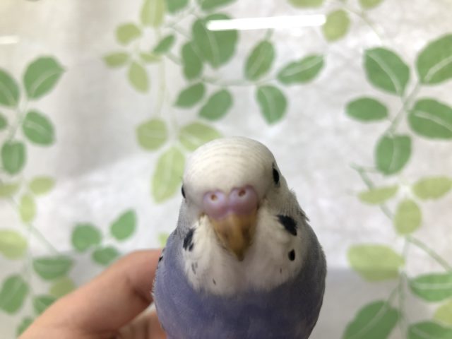 カッコイイ色です　６／２３投稿