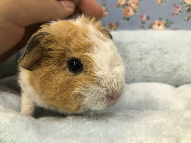 ぬいぐるみ！？　テッセルモルです　６／２３撮影