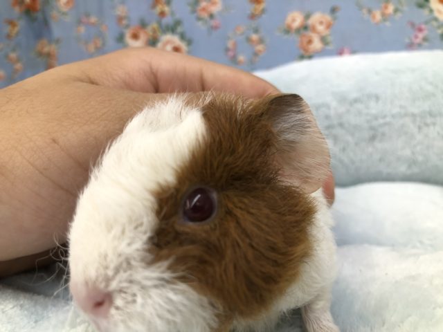 ぬいぐるみ？　ルビーアイのモルです　６／２３撮影