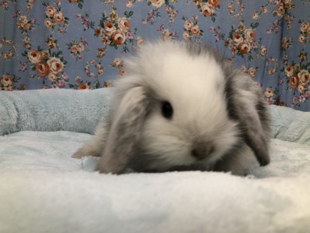 何者？　ロップです　６／２３投稿