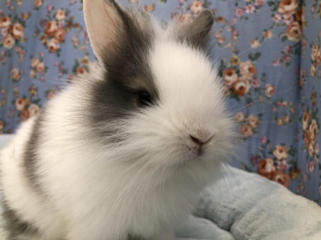 ライオン来ました　６／２３投稿