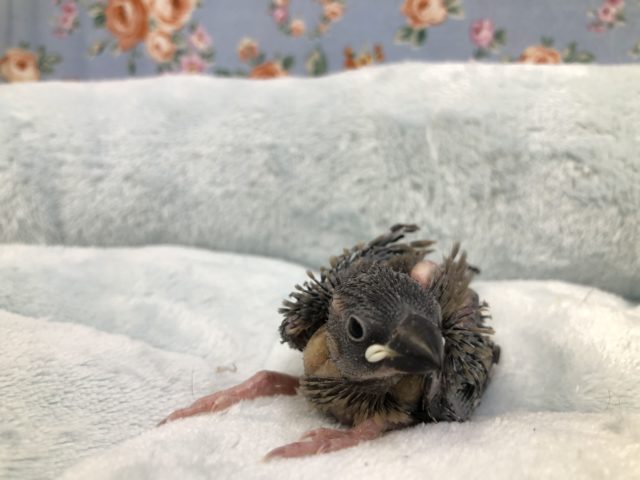 定番！　桜文鳥です　６／２３投稿