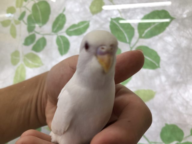 キレイな白　セキセイ　アルビノです　６／２３投稿