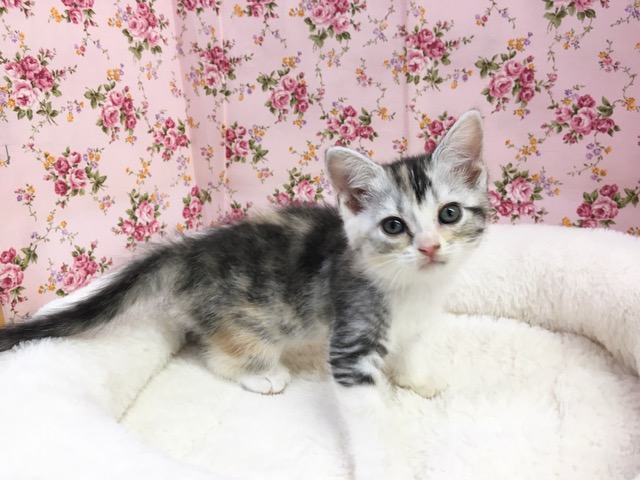 スコティッシュフォールド（キャリコ）女の子　２０２１年４月９日生まれ　入舎！！