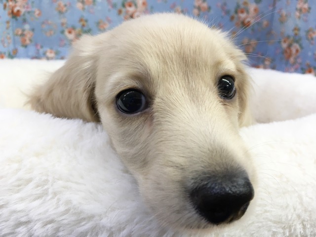 ミニチュア・ダックスフンド（イエロー）男の子　２０２１年４月１０日生まれ　入舎！！